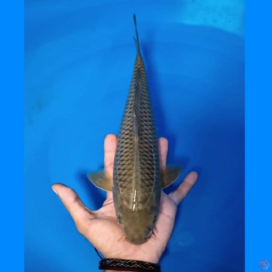 MIDORI 33CM