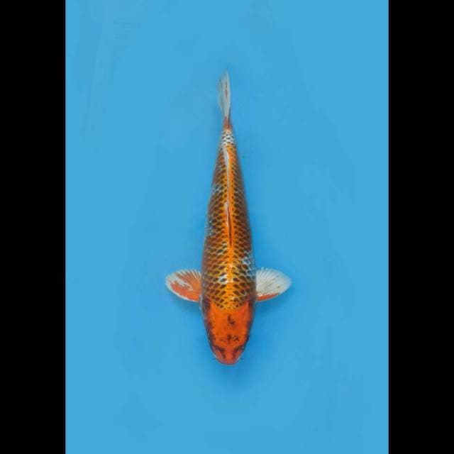 52cm , Jumbo Kujaku