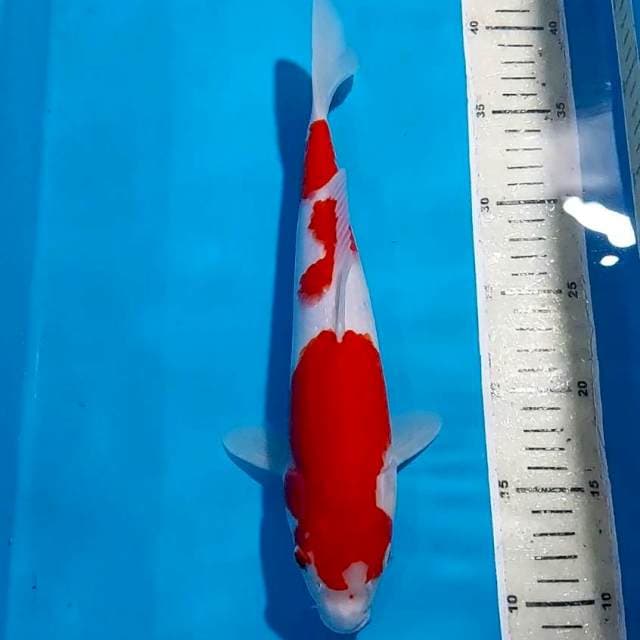 KOHAKU 31 CM