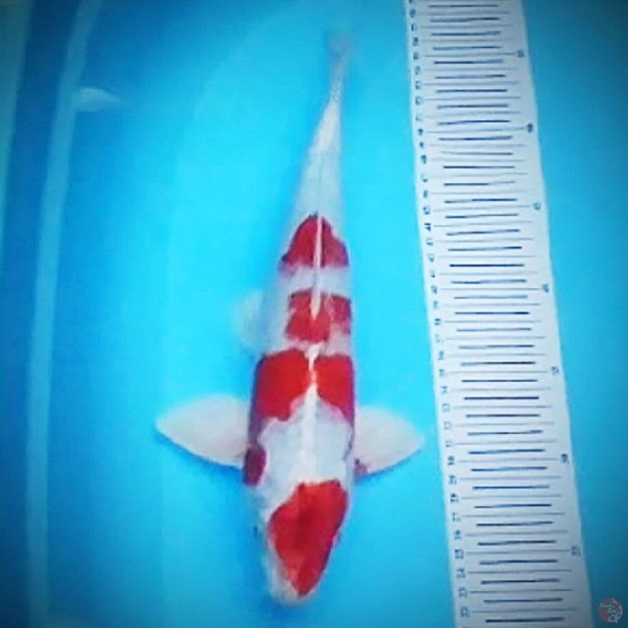 KOHAKU HIKARI