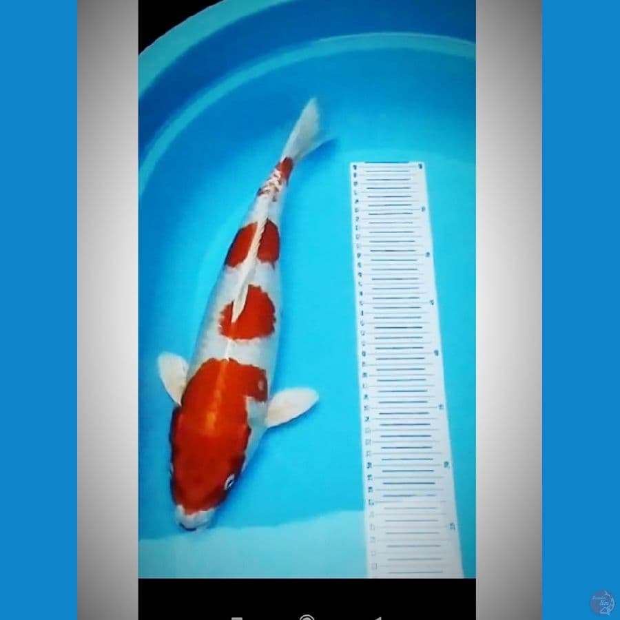 JUMBOnya KOHAKU HIKARI