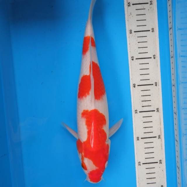 Kohaku