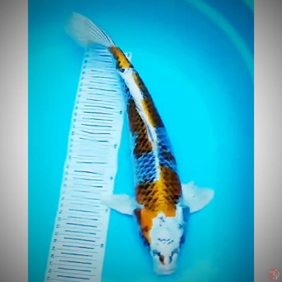 JUMBO KUJAKU