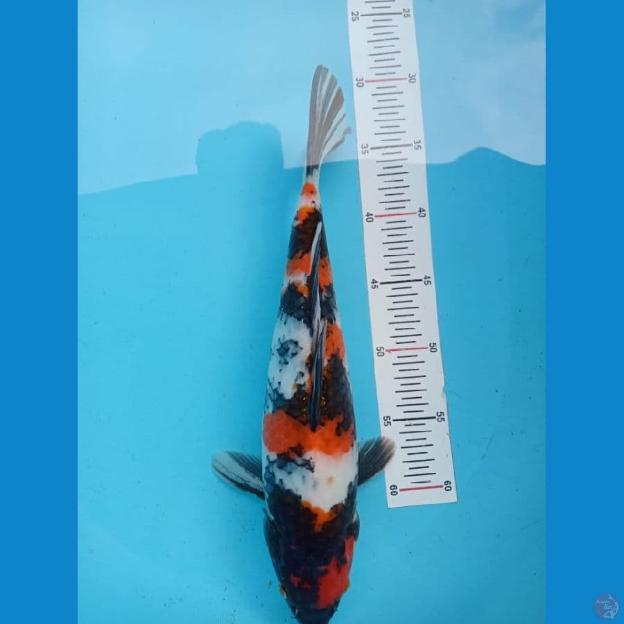 SHOWA 35 CM