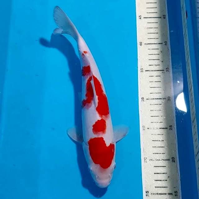 KOHAKU 30 CM
