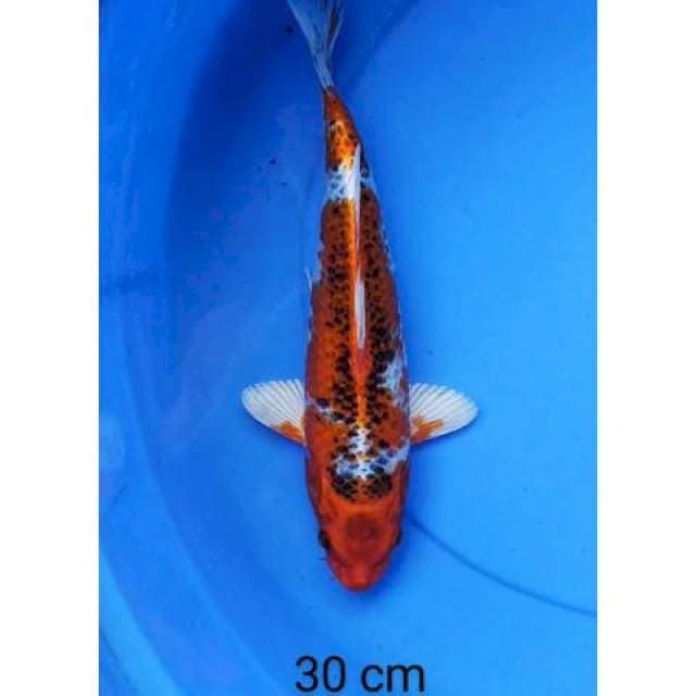Kujaku merah 30 cm