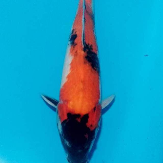 Showa 31cm