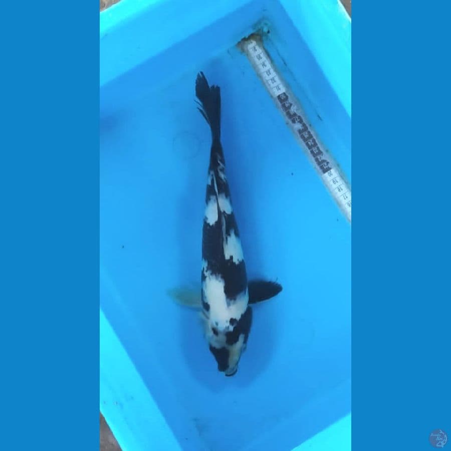 shiro 32cm