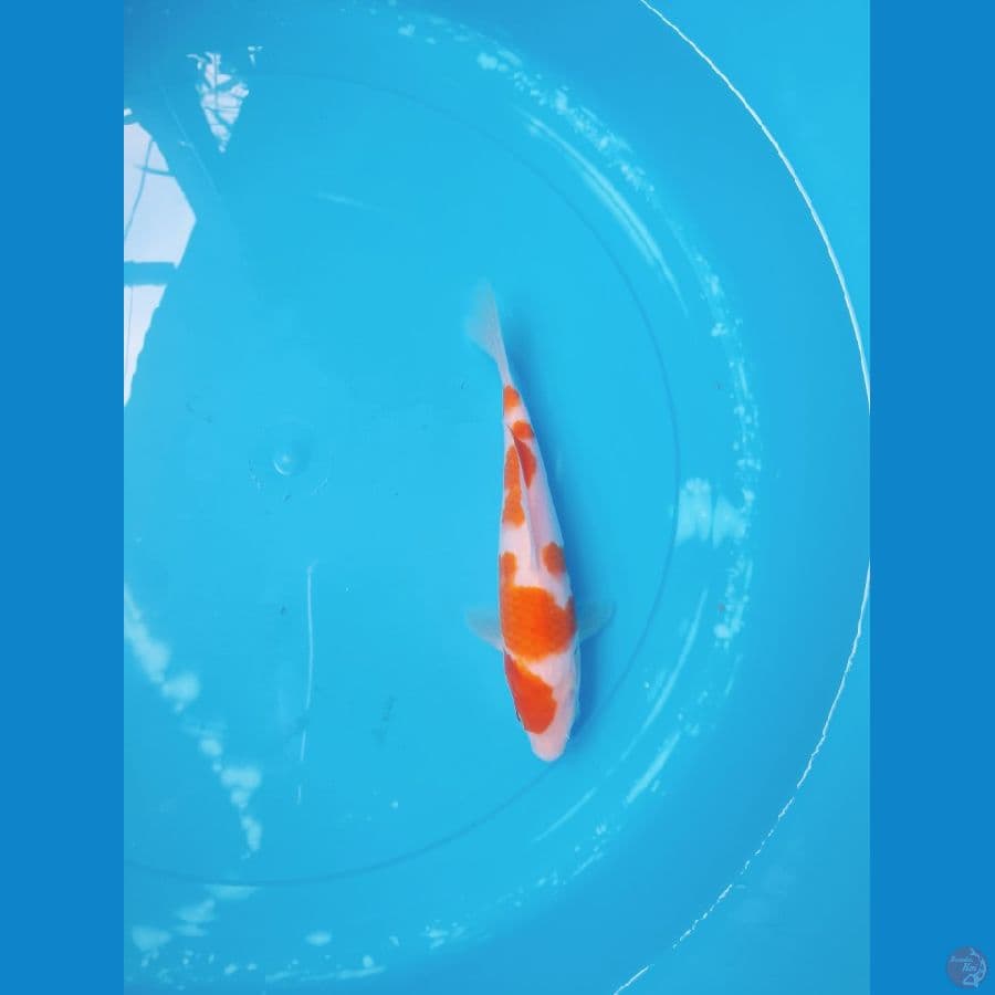 KOHAKU