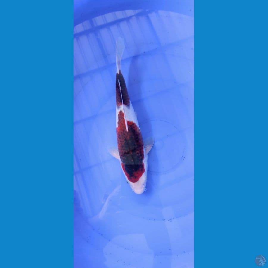 Budo Goromo 28cm