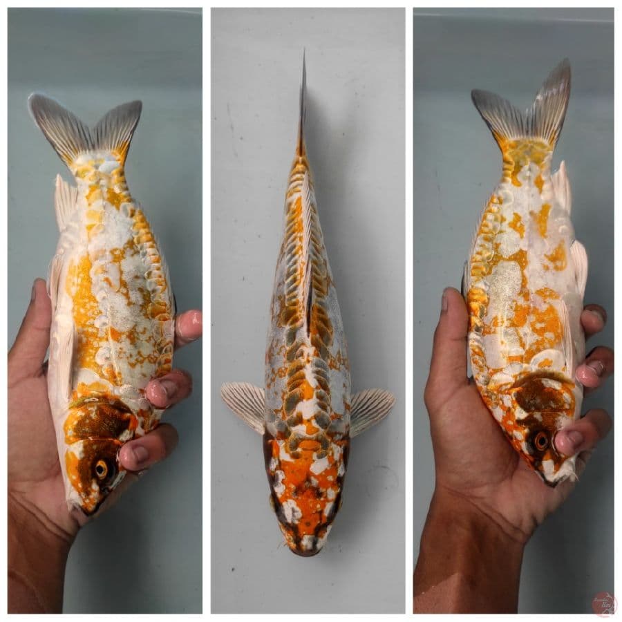 Unique Kin kikko 25cm