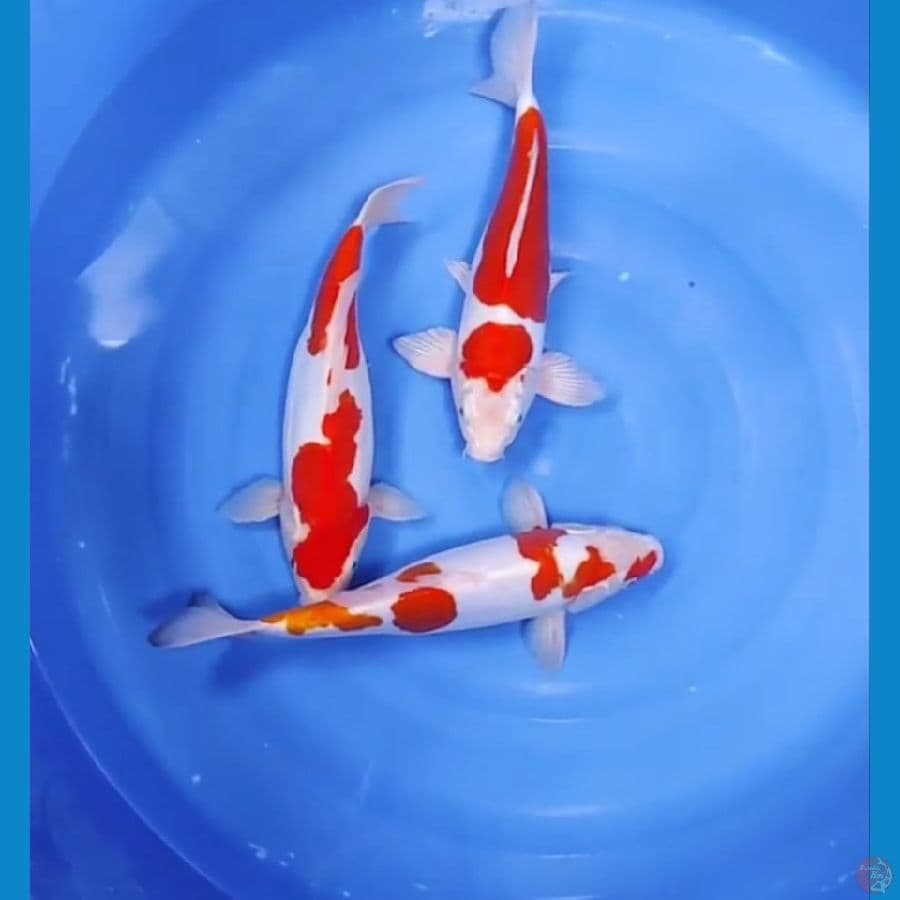 35 CM - KOHAKU DOITSU