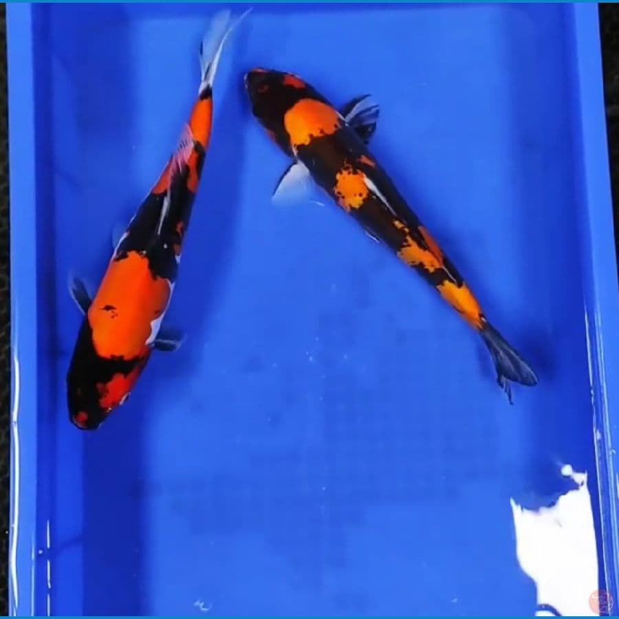 35 CM - SHOWA DOITSU