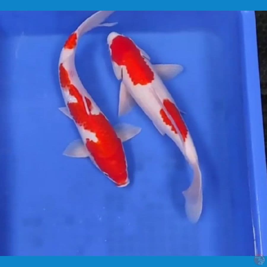 32 CM - KOHAKU STRONG