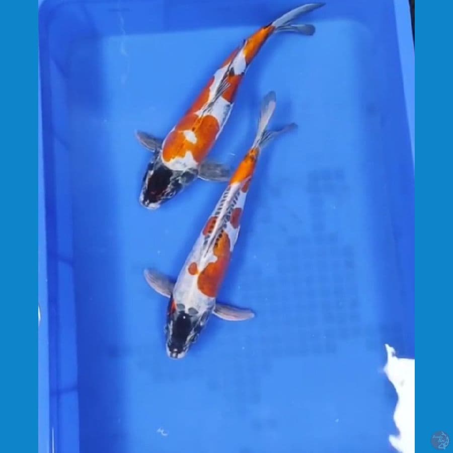 32 33 CM - KIKOKURYU