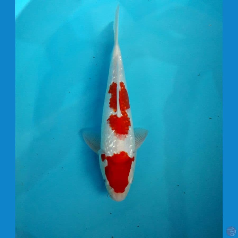 diamond -kohaku