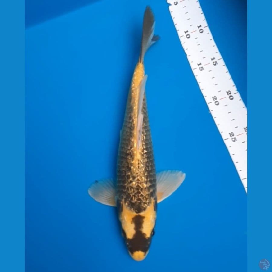 antik 30cm