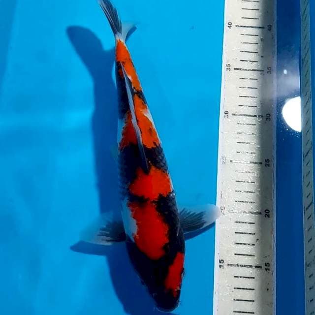 SHOWA MOTOGORO STRONG 30 CM