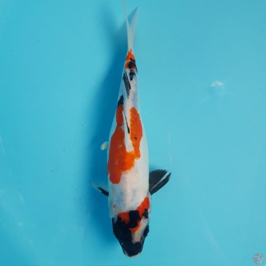 Doitsu Showa 25cm