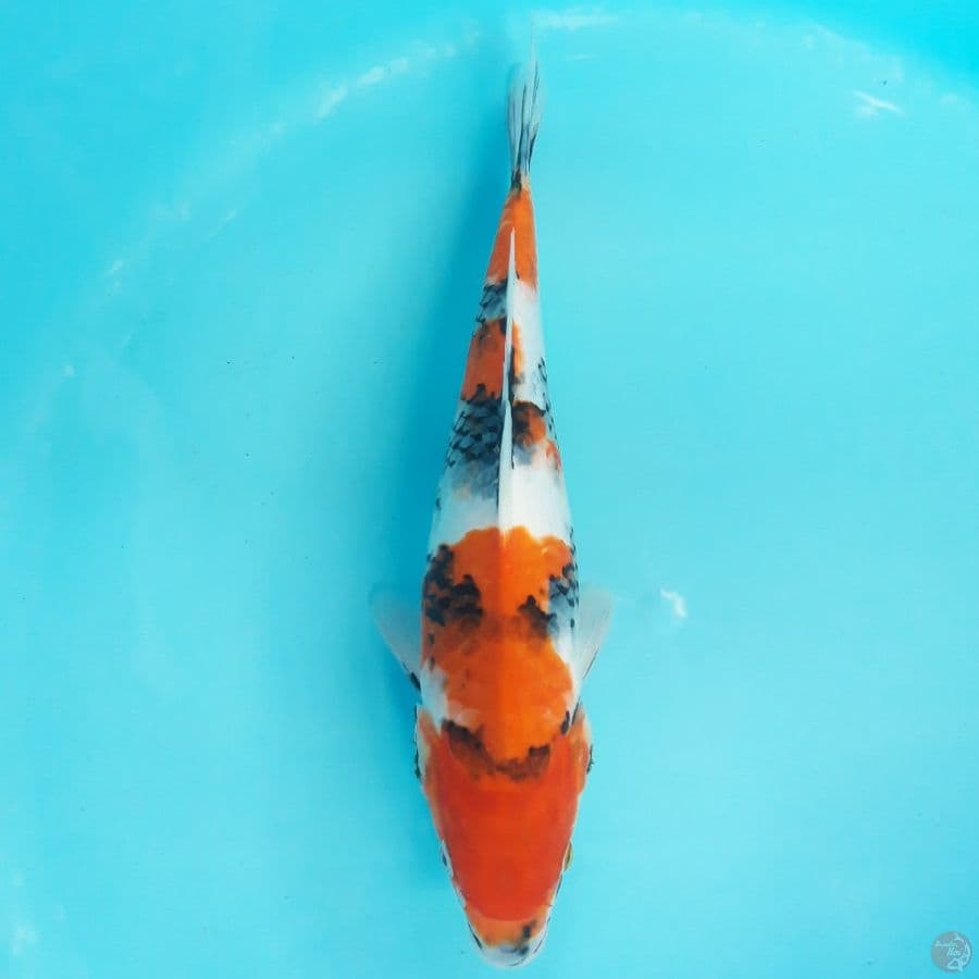 Showa 31cm