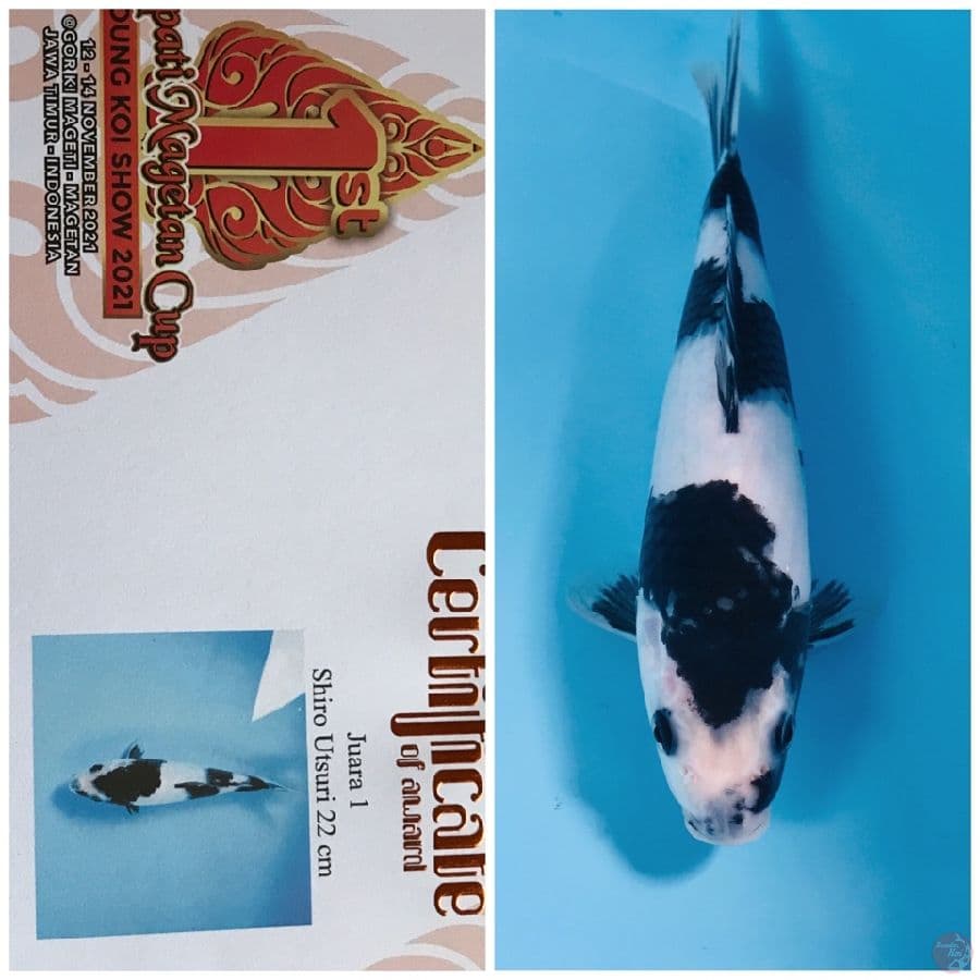 SQ Shiro Utsuri, 25 cm (juara 1 magetan koi show)