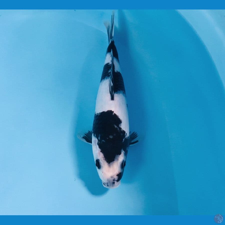 SQ Shiro Utsuri, 25 cm (juara 1 magetan koi show)