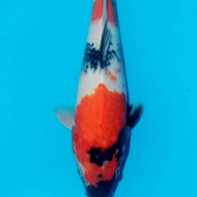 Showa 30cm