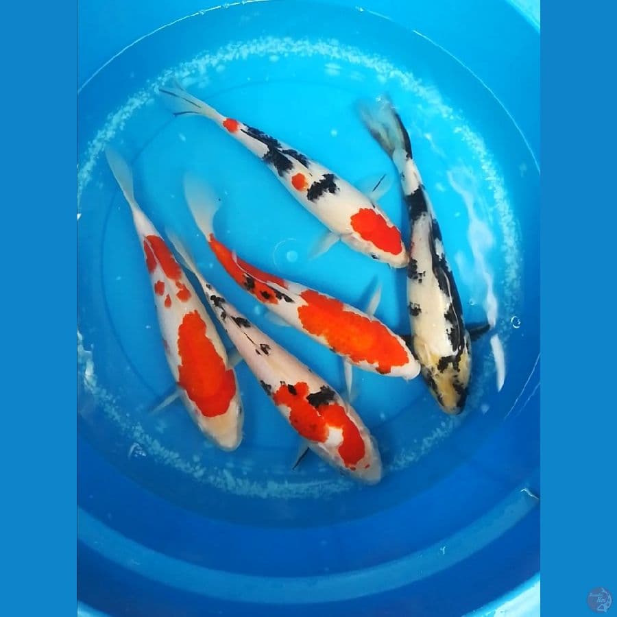 kohaku sanke shiro