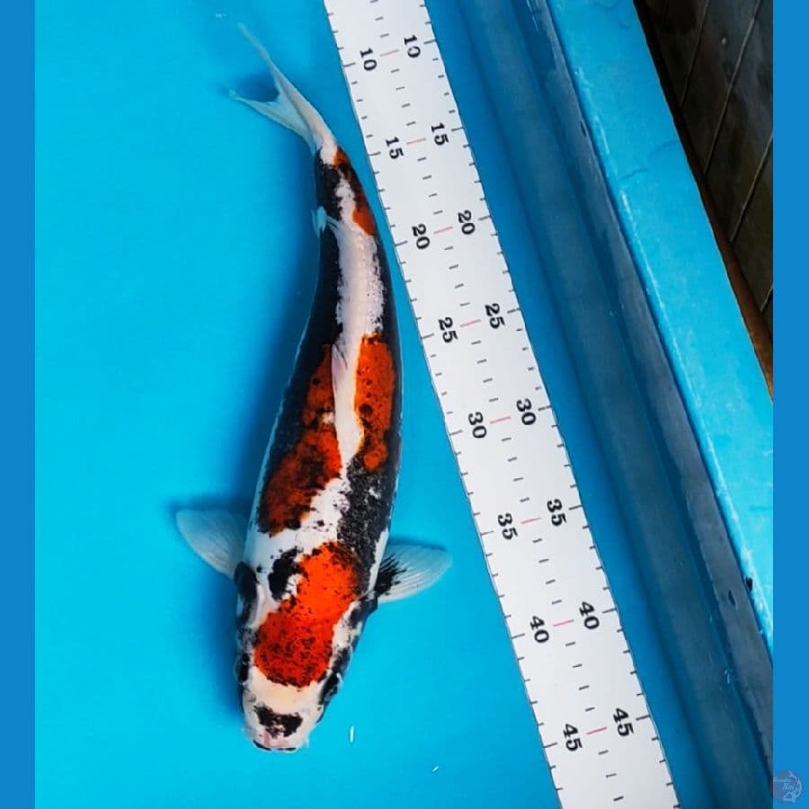 beni kumon strong 33cm