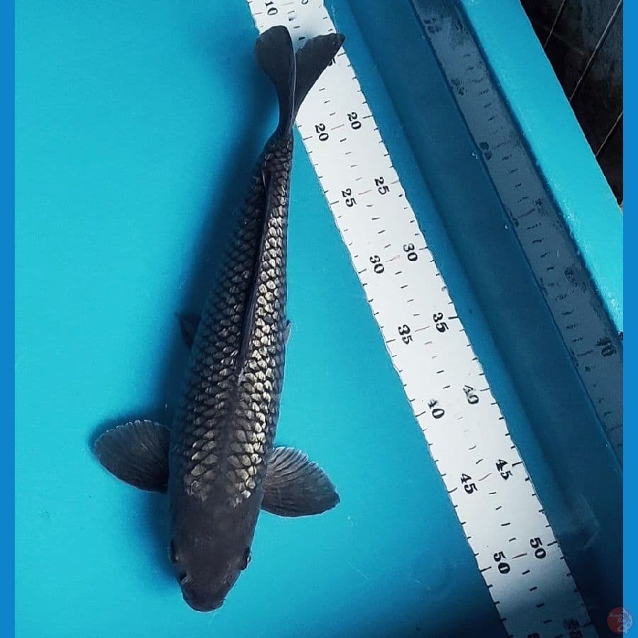 soragoi ginrin 37cm male