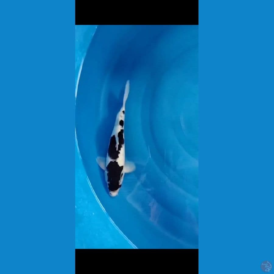 goromo 28 cm
