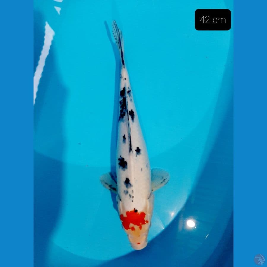 sanke 42 cm