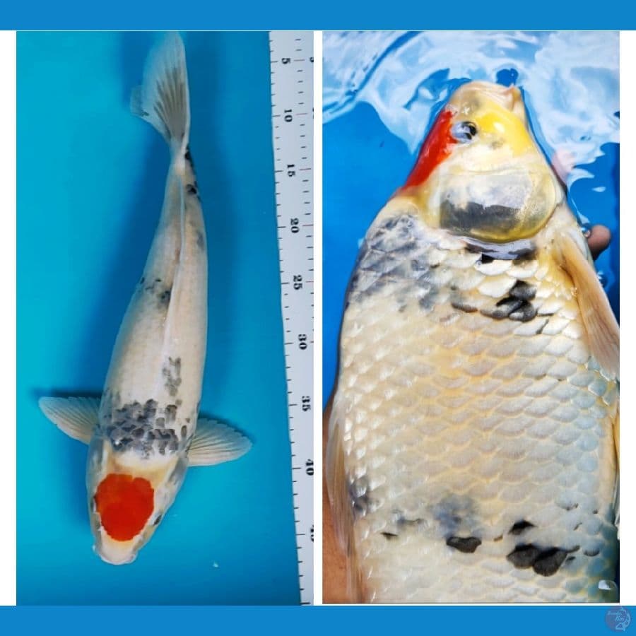 tancho showa 42cm body jumbo