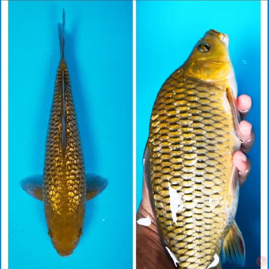 midori ginrin 30cm male
