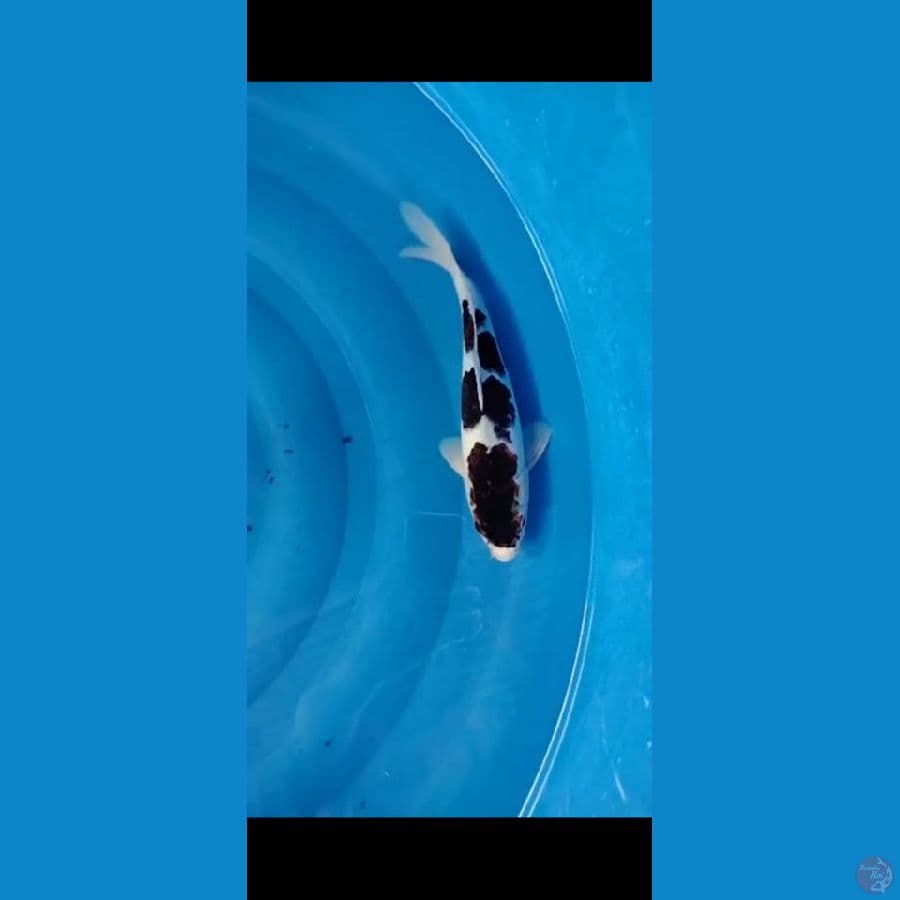 goromo 28 cm