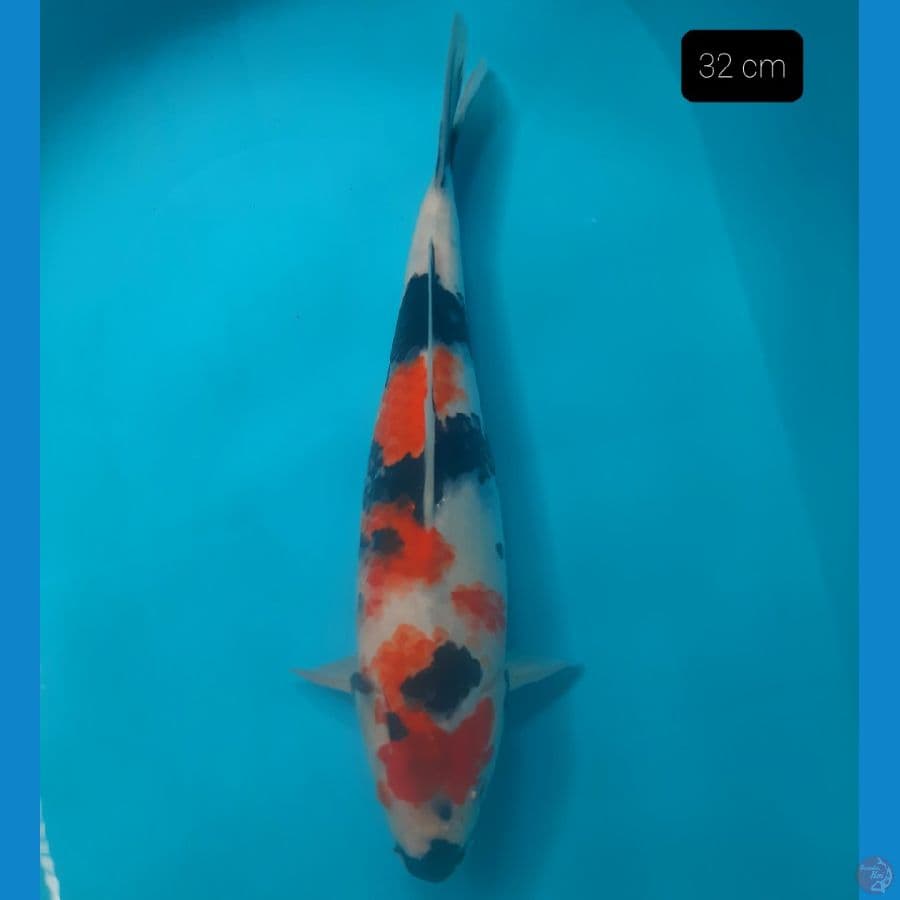 showa 32 cm