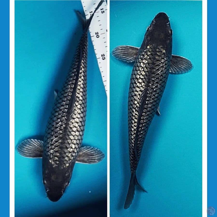 sora ginrin jos 40cm