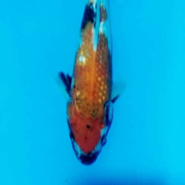 Showa 28cm
