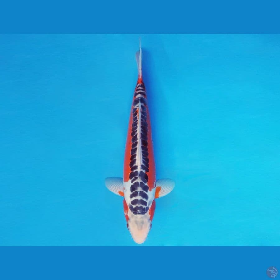 TENJIN 7 ~ SHUSUI 31 cm/male ™
