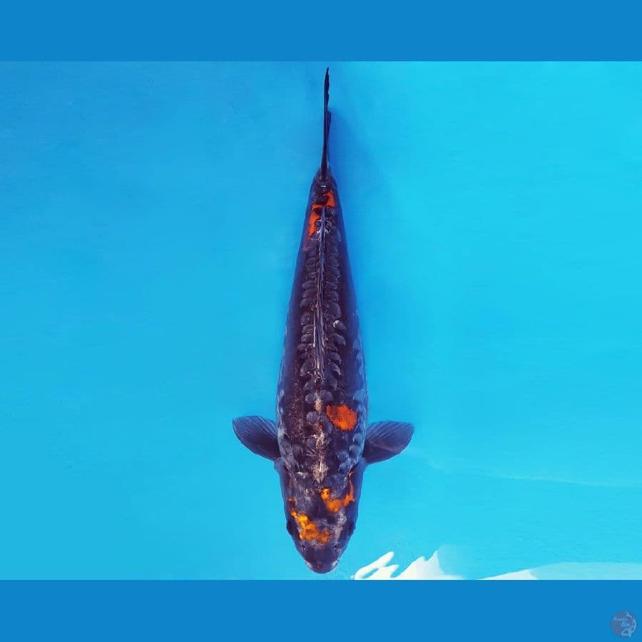 TENJIN 12 ~ BENI KIKOKURYU 51 cm/fm ™