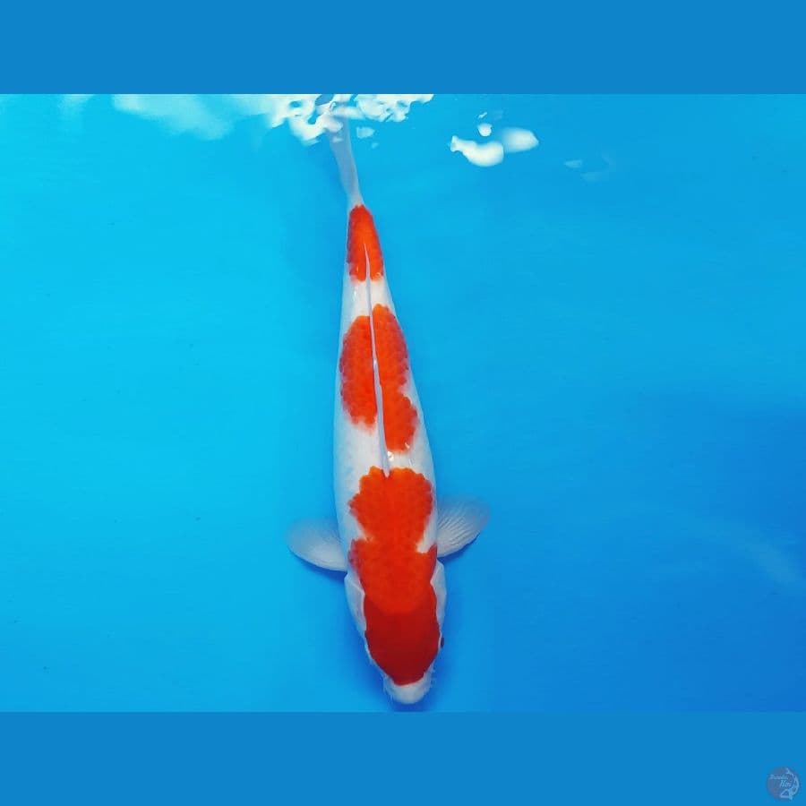 TENJIN 15 ~ KOHAKU 35 cm/fm ™