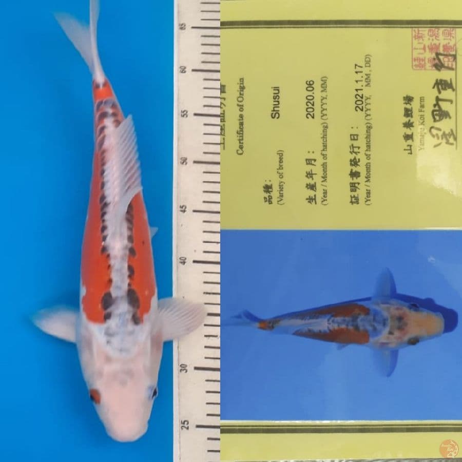 shusui "Yamaju" 40bu