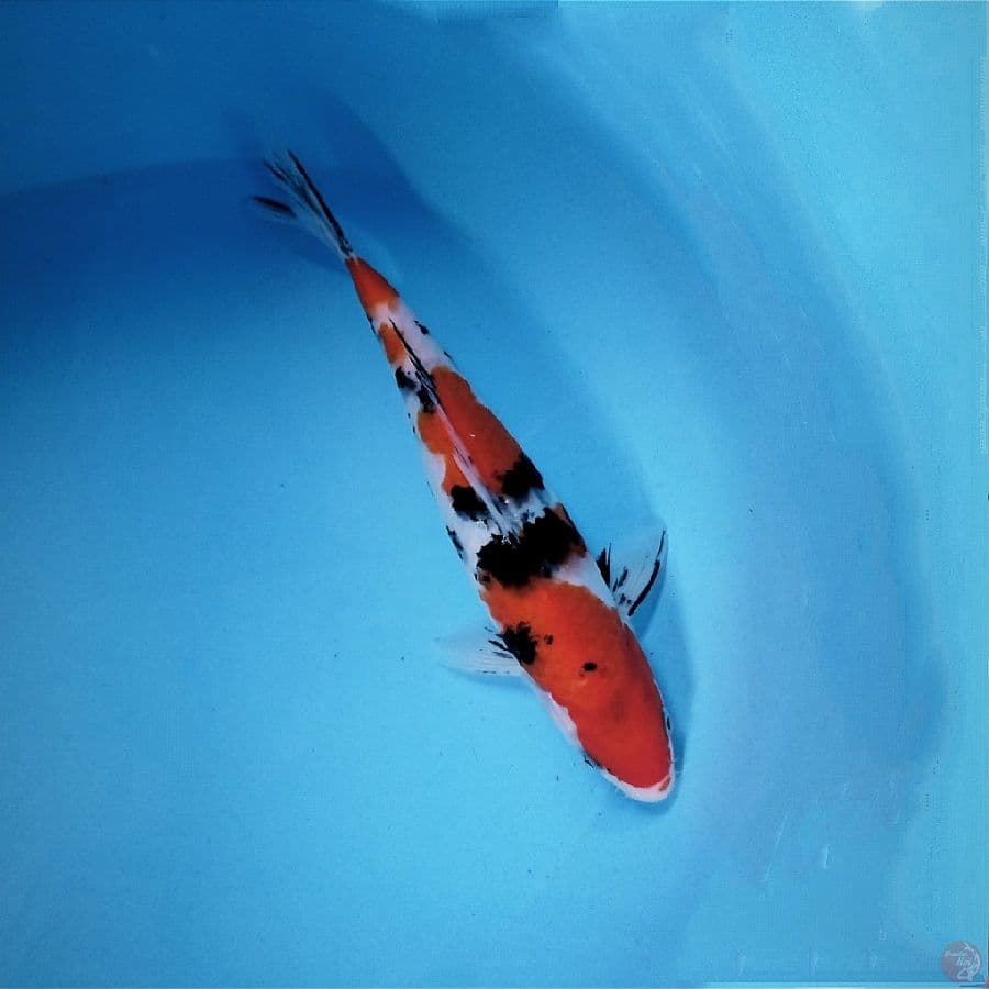 sanke, 27 cm