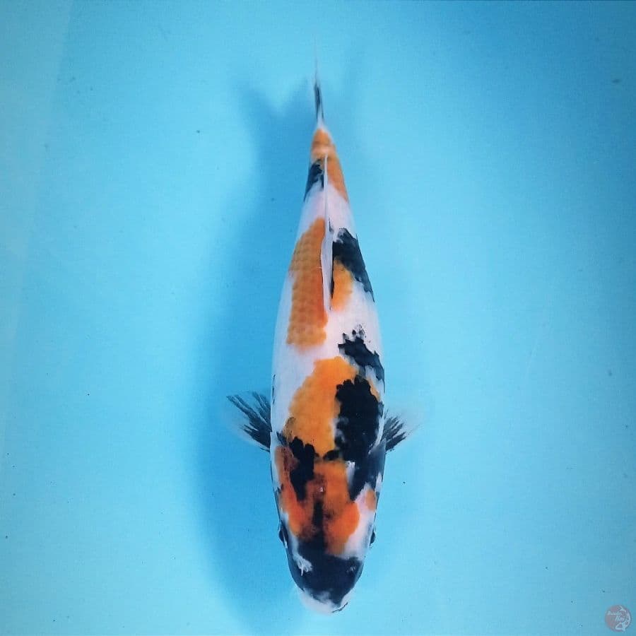 showa, 25 cm