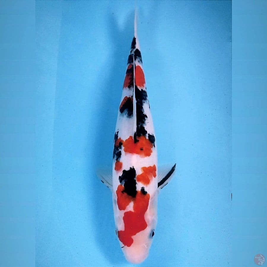 sanke, 35 cm