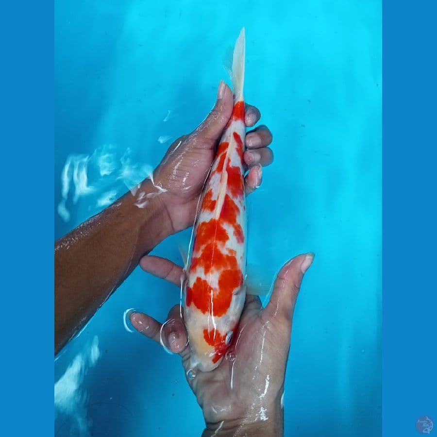 Kohaku sakura setrong 30cm jantan