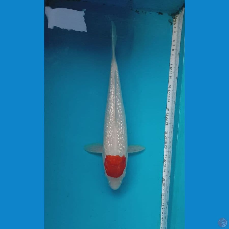 tancho ginrin 33cm
