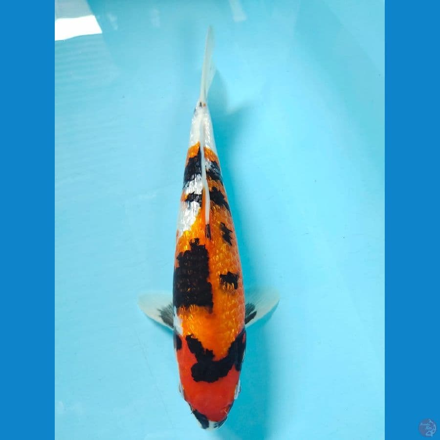 hq showa full ginrin 28cm