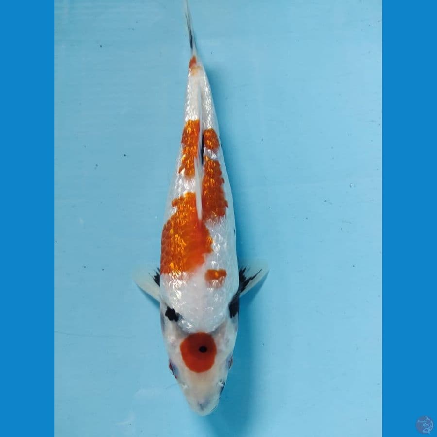 maruten tategoi showa full ginrin 25cm