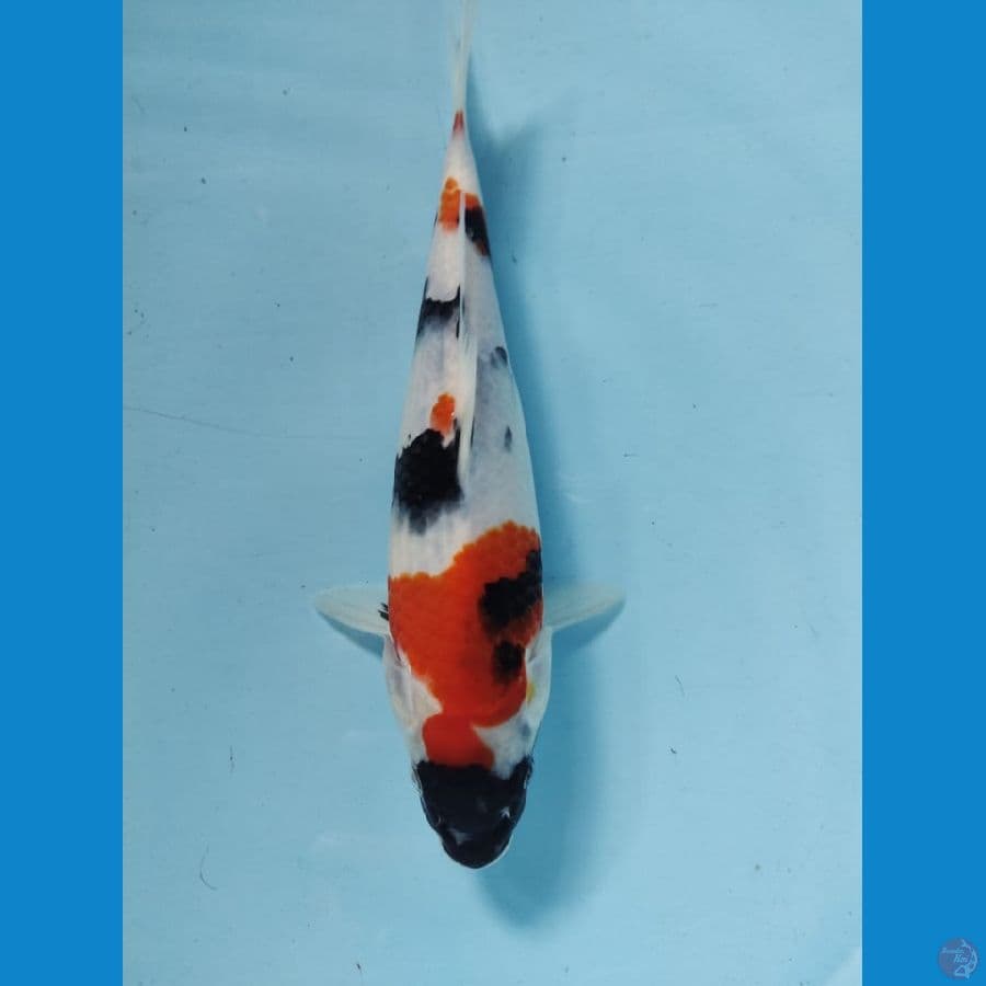 hq showa 25cm